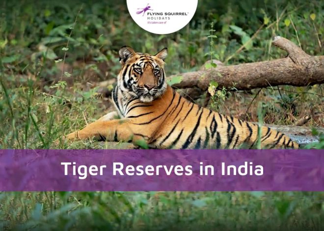 Tiger Reserves In India: Every Detail You Need To Know