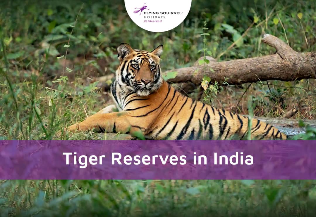 Tiger Reserves In India: Every Detail You Need To Know