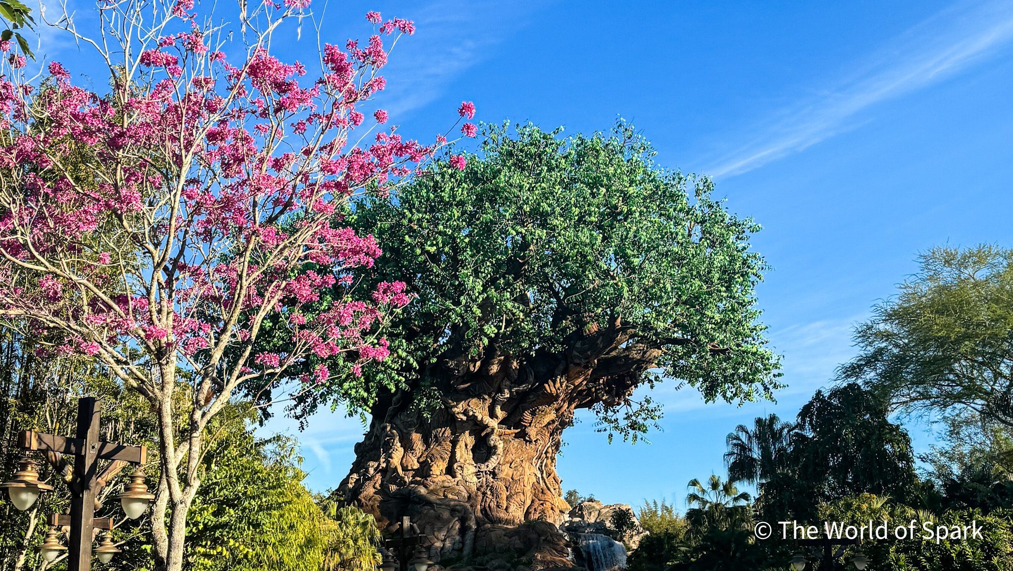 Walt Disney World in February